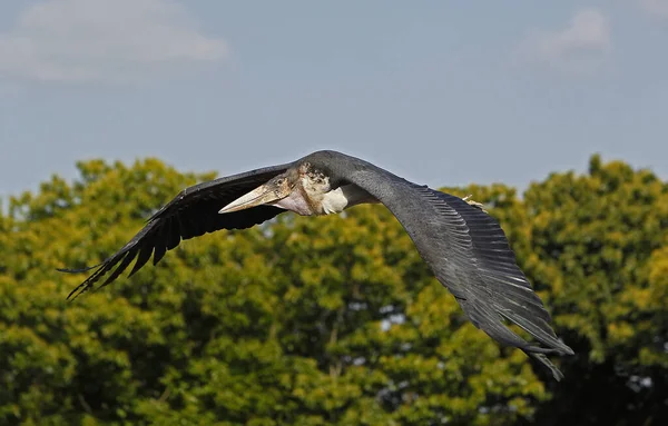 Marabou Ooievaar Leptoptilos Crumeniferus Volwassene Vlucht Masai Mara Park Kenia — Stockfoto