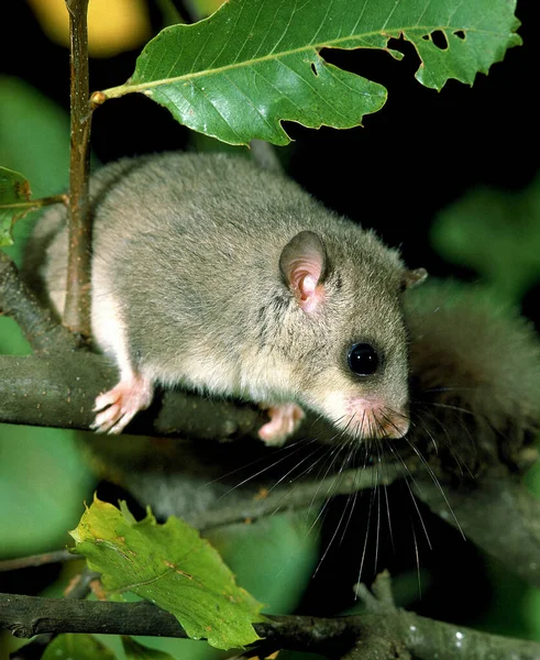 Edible Dormouse Glis Glis — Stock Photo, Image