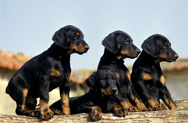 Dobermann Dog Dobermann Pinscher Cachorros — Fotografia de Stock
