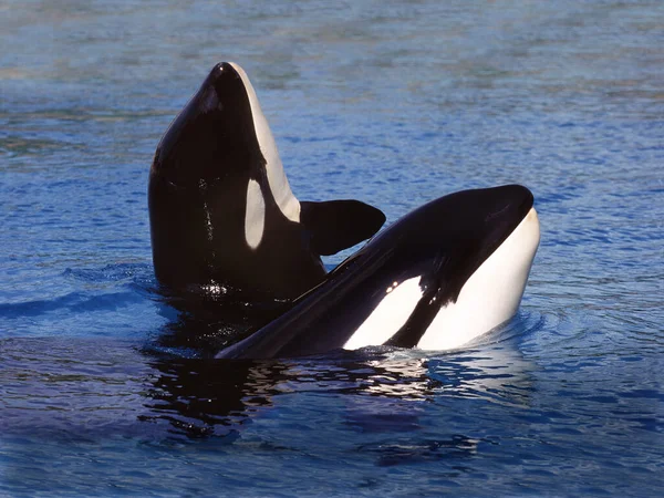 Killer Whale Orcinus Orca Adults Spy Hopping Canada — Stock Photo, Image