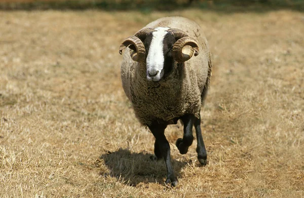 Bizet Domácí Ovce Francouzské Plemeno Cantal Ram — Stock fotografie