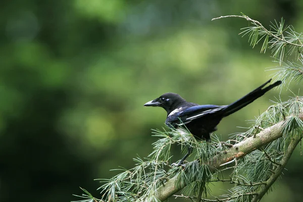 Schwarzschnabelelelster Oder Europäische Elster Pica Pica Erwachsener Auf Zweig Stehend — Stockfoto