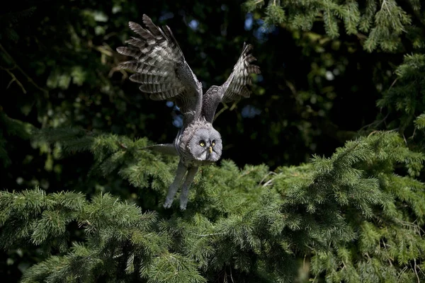 Great Grey Owl Strix Nebulosa Adult Flight — Stock Photo, Image