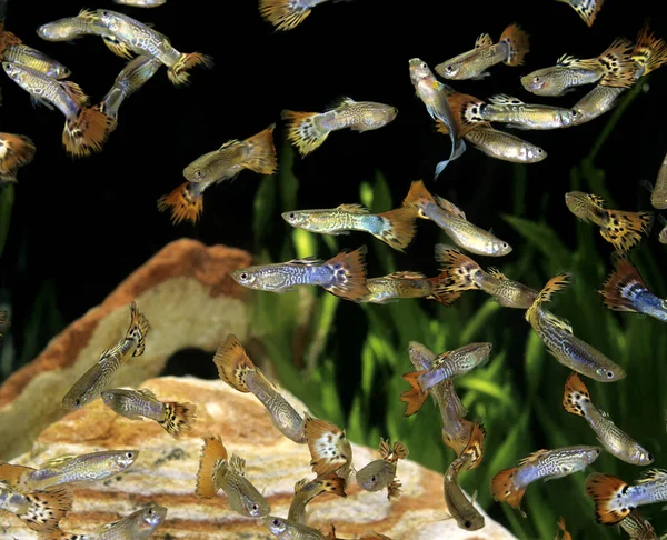 Guppy Poecilia Reticulata Aquarium Fish — 스톡 사진
