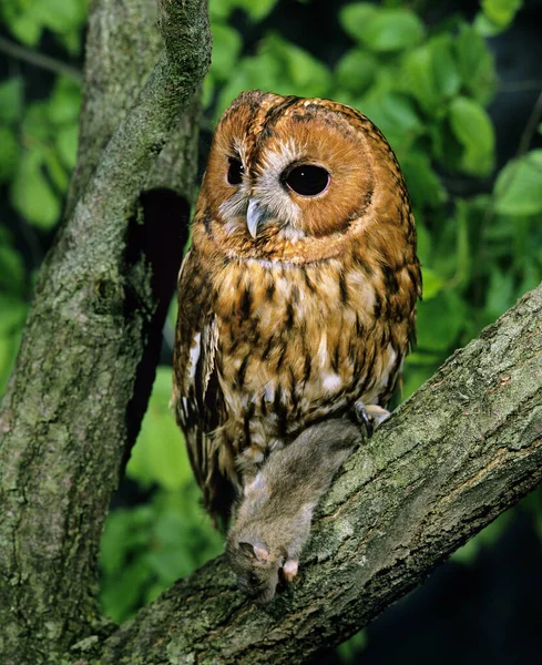 欧亚Tawny Owl Strix Aluco Prey House Mouse — 图库照片