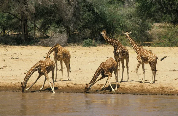 Reticulated Giraffe Giraffa Camelopardalis Reticulata Herd Driking River Samburu Park — Stock Photo, Image