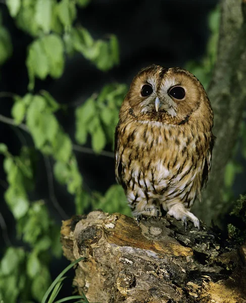 Euraziatische Bosuil Strix Aluco Normandië — Stockfoto