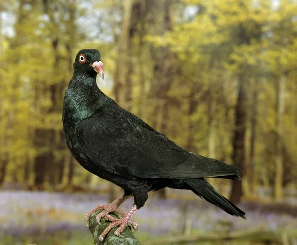Danish Pigeon Natural Background — Stock Photo, Image