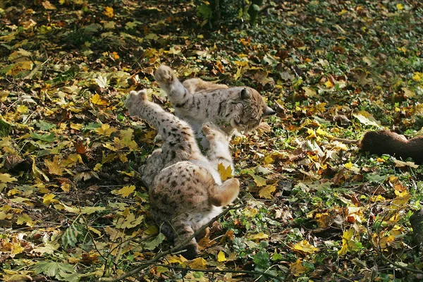 Europäischer Luchs Felis Lynx Paarkampf — Stockfoto