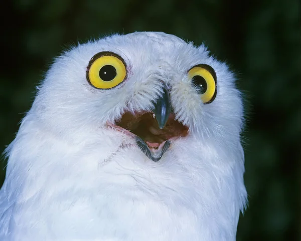 Snowy Owl Nyctea Scandiaca Open Beak Calling — стокове фото