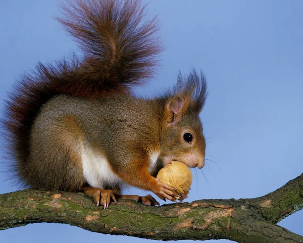 Rotes Eichhörnchen Sciurus Vulgaris Männchen Steht Auf Ast Und Frisst — Stockfoto