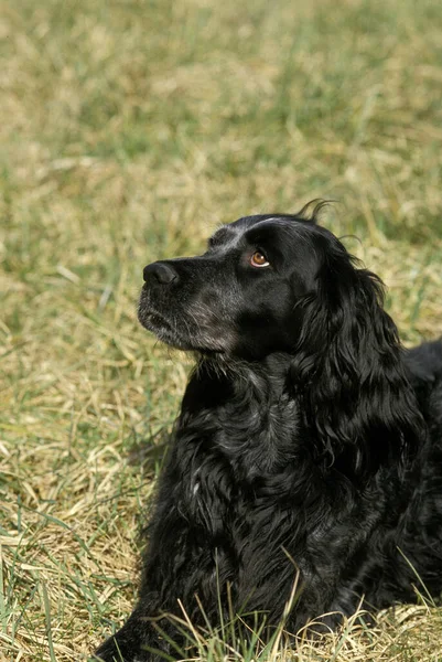 Mavi Picardy Spaniel Köpek çimlerin üzerinde yatıyor 