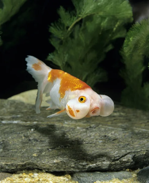 Bubble Eye Goldfisch Carassius Auratus — Stockfoto