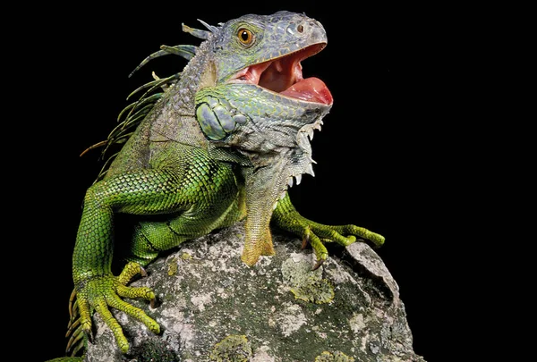Yeşil Iguana Iguana Iguana Savunma Duruşu Açık Ağızlı — Stok fotoğraf