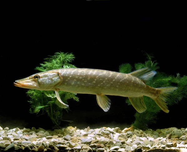 Northern Pike Esox Lucius — стокове фото