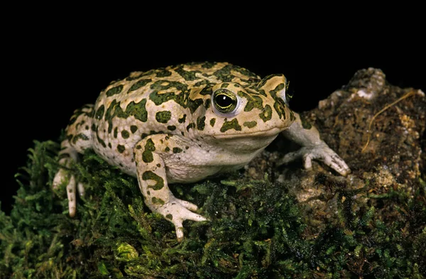 Πράσινος Βάτραχος Μπούφο Βιρίδης — Φωτογραφία Αρχείου