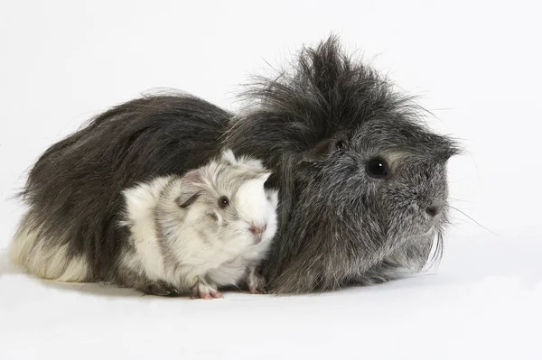 Long Hair Guinea Pig Cavia Porcellus White Background — Stock Photo, Image