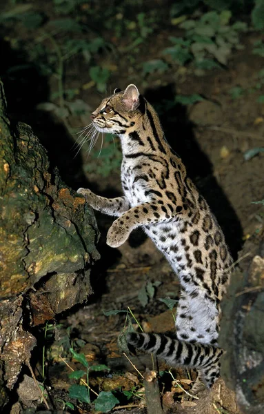 Margay Cat Leopardus Wiedi Dorosły Stojący Tylnych Łapach — Zdjęcie stockowe