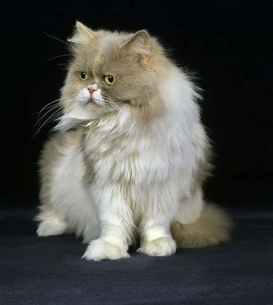 Tricolor Gato Doméstico Persa Sentado Contra Fundo Preto — Fotografia de Stock