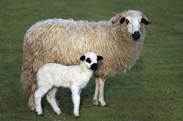 Thones Marthod Domestic Sheep Ewe Lamb — Stock Photo, Image