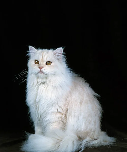 Shell Persian Cat Images Libres De Droit Photos De Shell Persian Cat Depositphotos