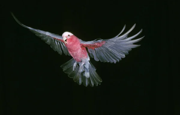 Galah, eolophus roseicapilla, Adult in Flight against Black Background — Stock Image Galah Eolophus Roseicapilla Adult Flight Black Background Royalty Free Stock Photos