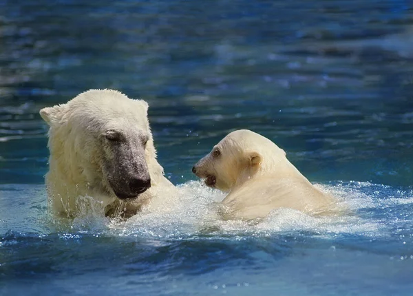 Polar Bear Thalarctos Maritimus Mother Cub Swimming Stock Image
