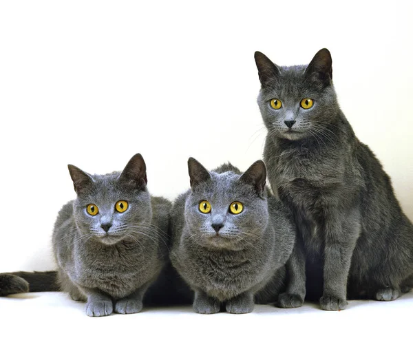 Chartreux Cat Price In Pakistan