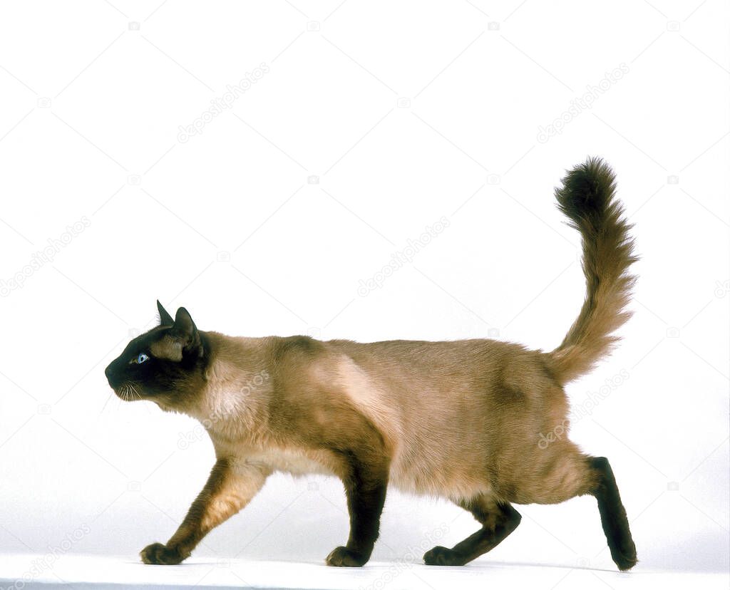 Balinese Domestic Cat walking against White Background    