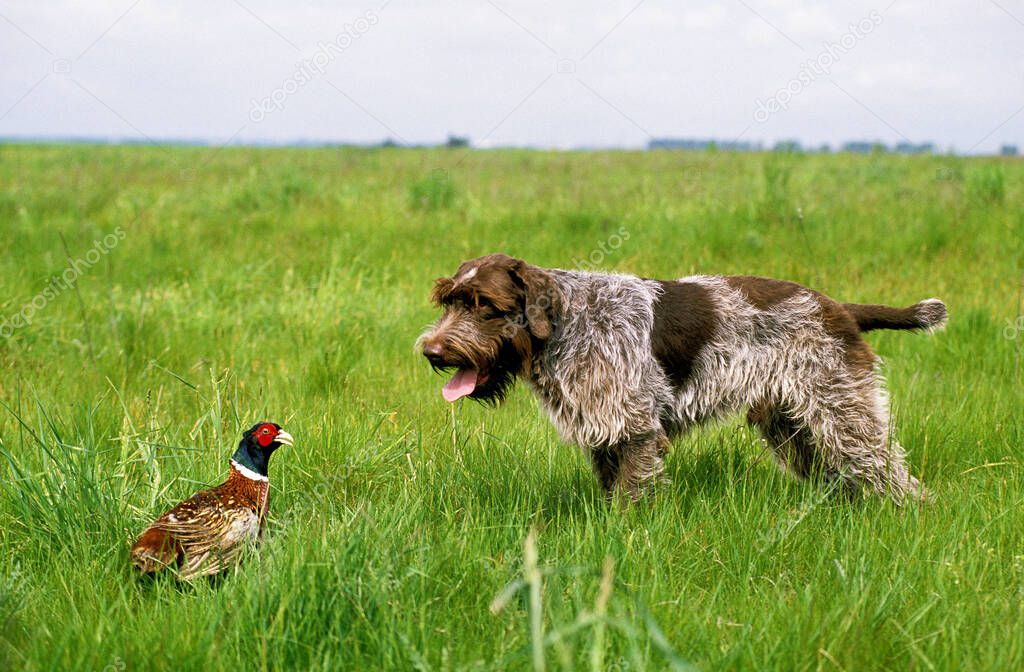 Korthal Dog or Wire-Haired Griffon Dog hunting Common Pheasant   
