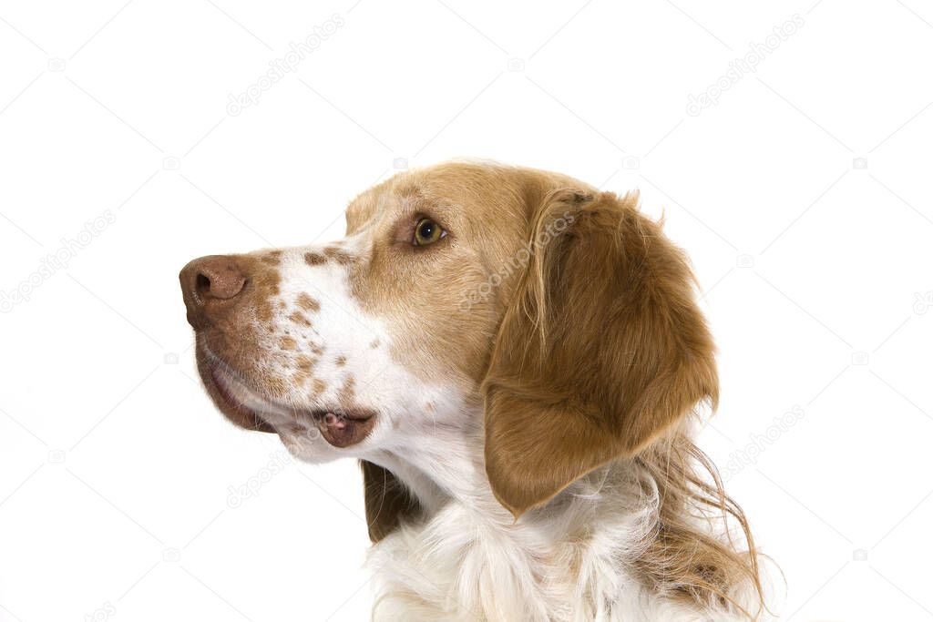French Spaniel Male Dog (Cinnamon Color)    