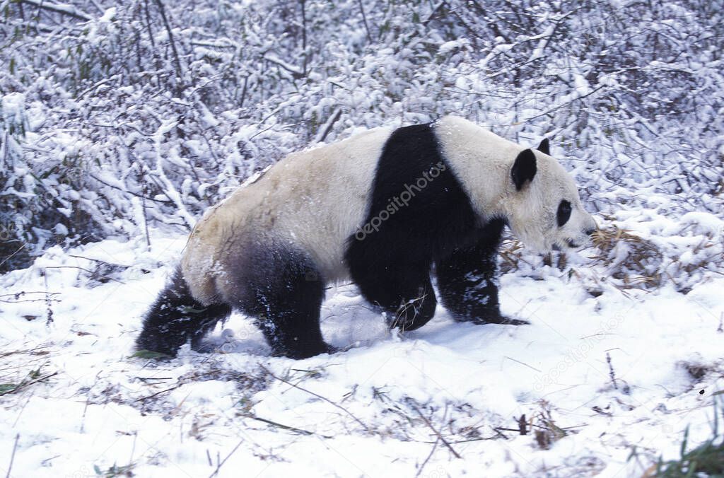 Giant Panda, ailuropoda melanoleuca, Adult standing on Snow, Wolong Reserve in China  