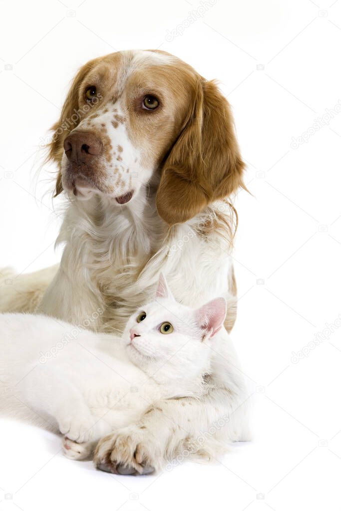 French Spaniel Male Dog (Cinnamon Color) and White Domestic Cat  