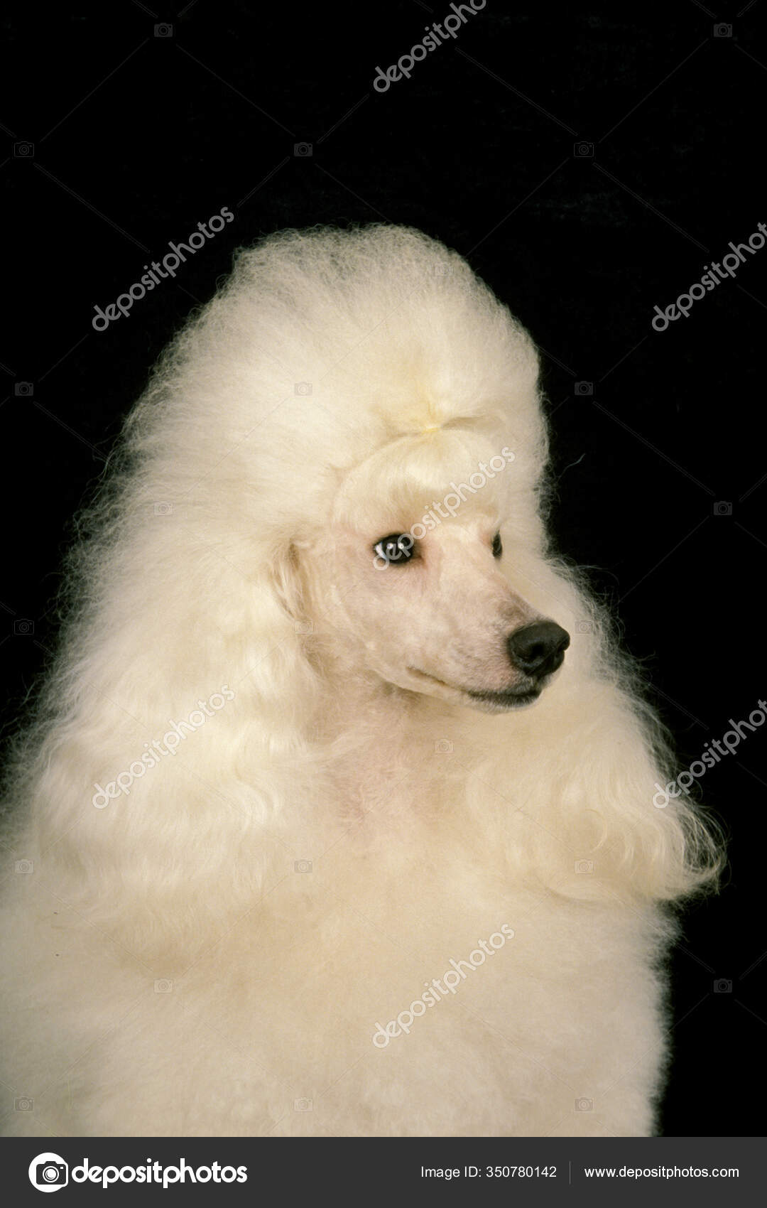 Giant white best sale poodle