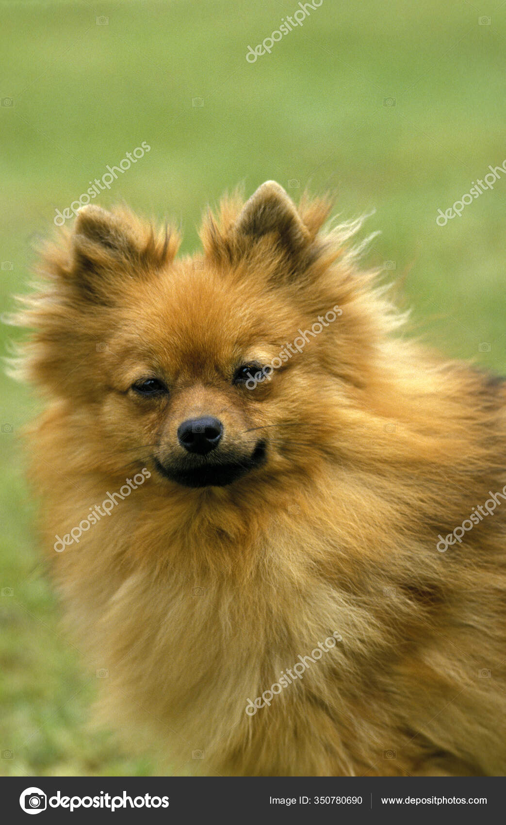 miniature german spitz