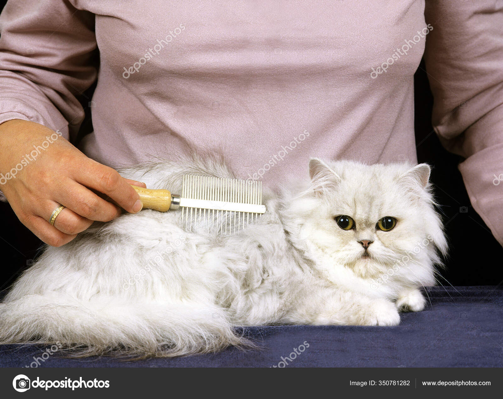 Woman Grooming White Persian Domestic Cat Brush Stock Photo by