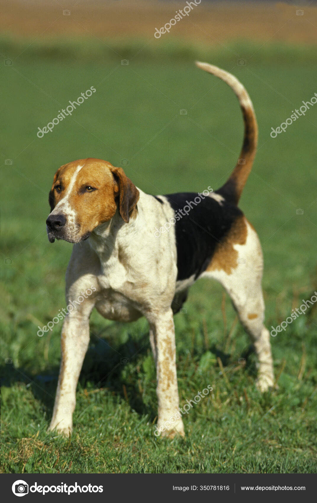 English Foxhound Dog Standing Grass Stock Photo By C Slowmotiongli English Foxhound Dog Standing Grass Stock Photo By C Slowmotiongli