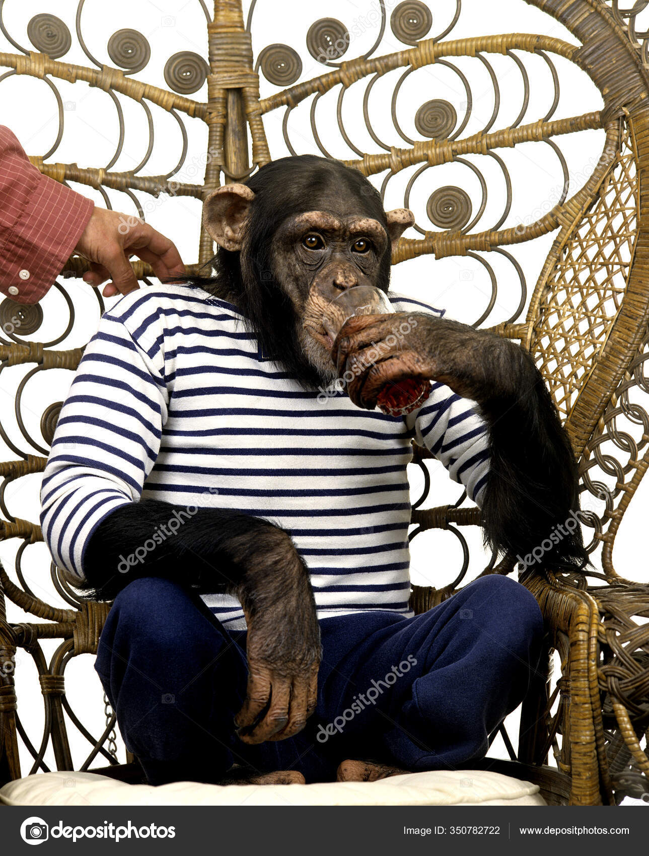 Chimpanzé Troglodytes Pan Animal Treinado Com Roupas Homem — Foto ©  slowmotiongli #350782722, image size:1289x1700