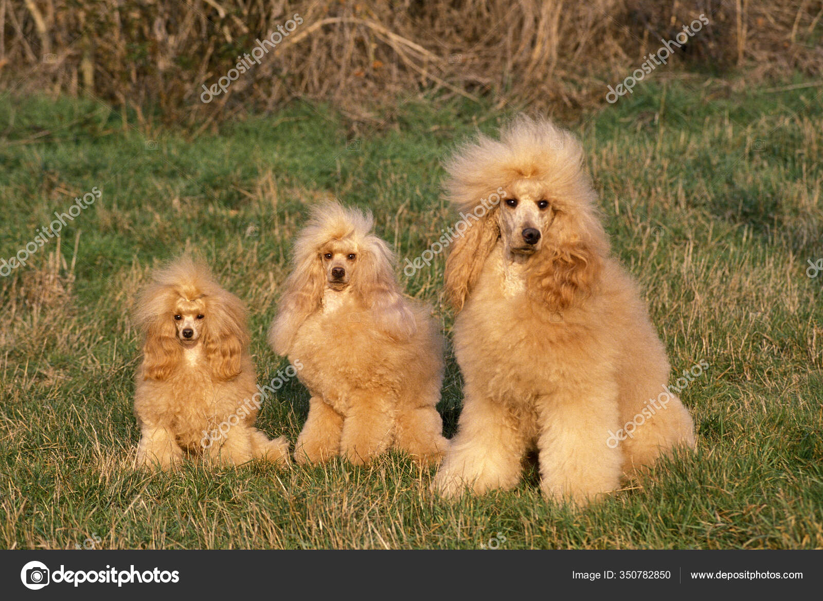 Apricot Toy Standard Giant Poodle Sitting Grass Stock Photo slowmotiongli 350782850