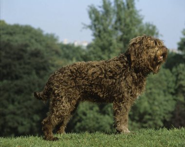 Barbet Dog standing on Grass  clipart