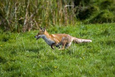 Kızıl Tilki, Vulpes vulpes, Çimenlerde koşan Yetişkin, Normandiya  