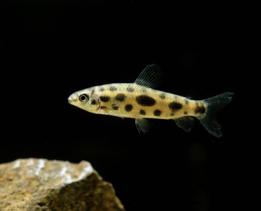 Leporinus, leporinus maculatus görüldü  