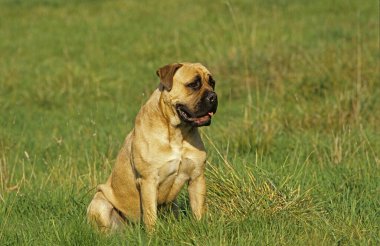 Mastiff Dog sitting on Grass  clipart