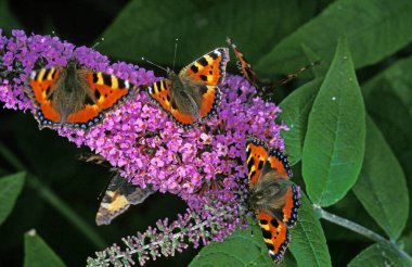 Küçük kaplumbağa kabuğu Kelebek, aglais urticae, Buda, buddleja davidii  