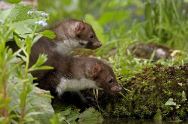 Young Stone Marten veya Beech Marten, martes foina, Normandiya  