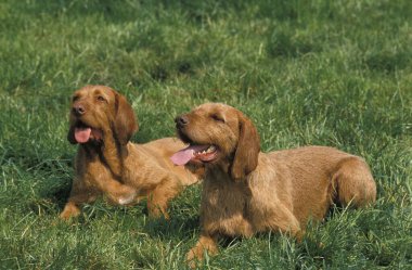 Çimenlerin üzerinde yatan Macar İşaretçisi veya Vizsla Köpeği  