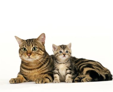 Kahverengi Tekir Kedi, Anne ve Kedi Beyaz Arkaplan 'a Karşı 