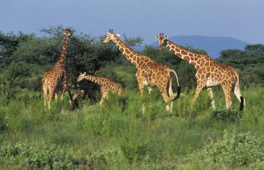 Reticulated Giraffe, giraffa camelopardalis reticulata, Herd in Savannah, Samburu Park in Kenya   clipart