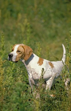İşaretçi Köpek Long Grass 'da duruyor. 