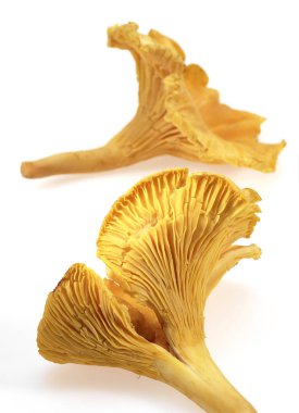 Chanterelle Mantarı, Beyaz Arkaplan 'a karşı Ciparellus Cibarius 